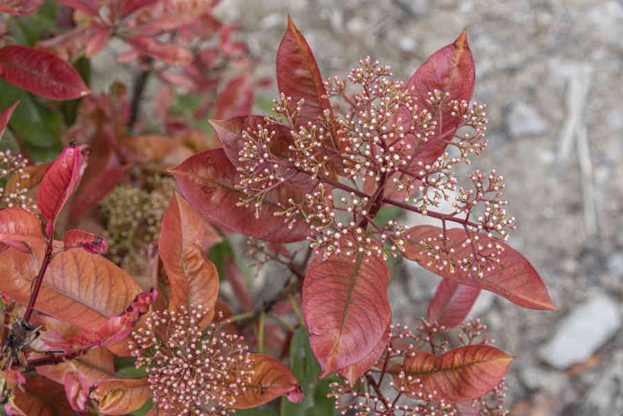 Flores rojas - Montfalcó Murallat - Lleida - Catalunya.jpg